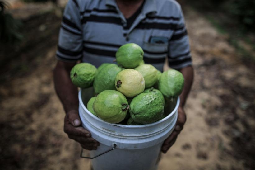 7 beneficii pentru sănătate ale fructelor de guava