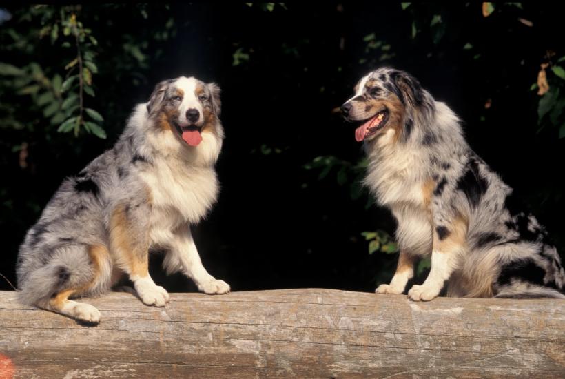 32 de lucruri mai puțin cunoscute despre câini și pisici 18871674