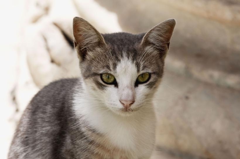 32 de lucruri mai puțin cunoscute despre câini și pisici 18871677