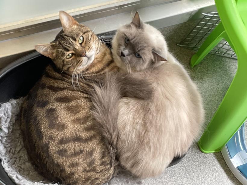 32 de lucruri mai puțin cunoscute despre câini și pisici 18871679