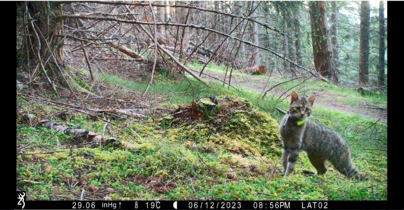 32 de lucruri mai puțin cunoscute despre câini și pisici 18871681