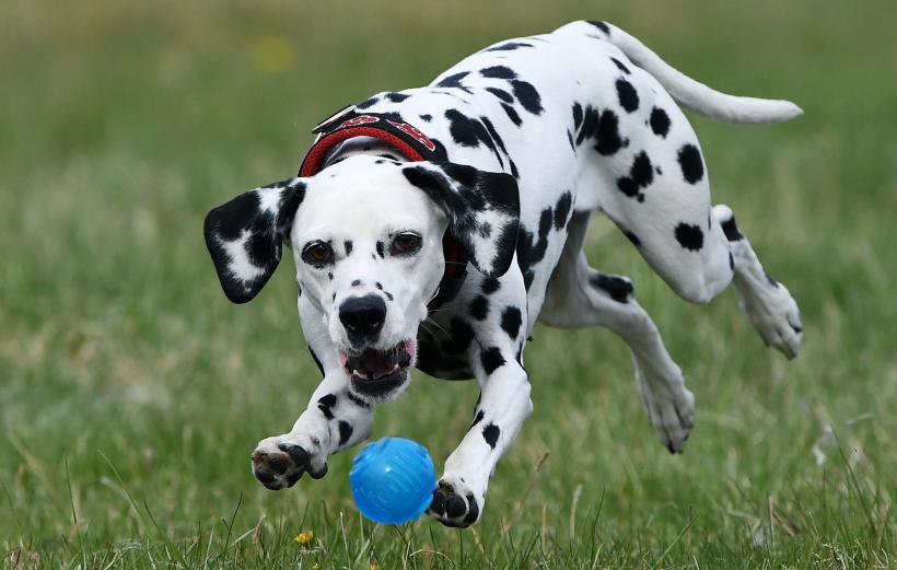 32 de lucruri mai puțin cunoscute despre câini și pisici 18871687