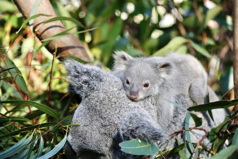 Australienii plantează coridoare cu copaci pentru a salva koala