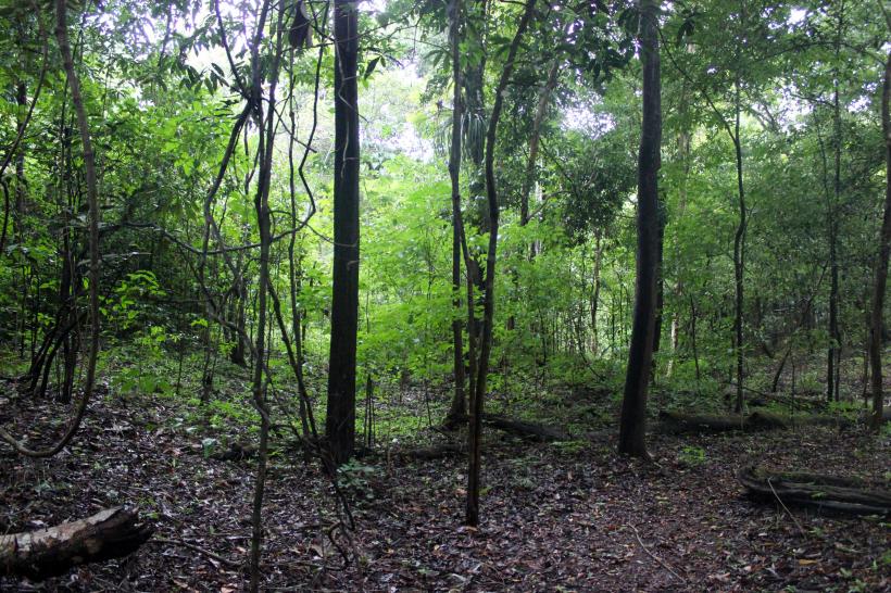 Brazilia intervine în distrugerea Amazoniei: vom lucra în direcția zero defrișări 18871554