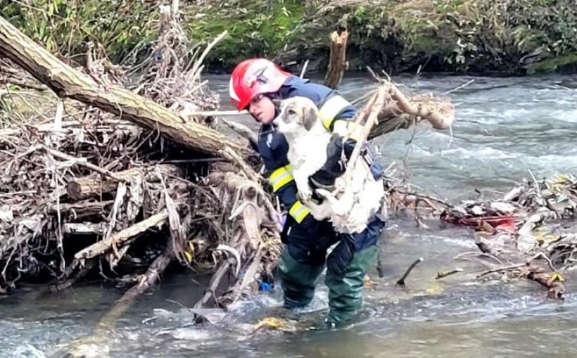 Operațiune specială la Cluj! Un câine rămas izolat pe o insulă din Someș, salvat de pompieri