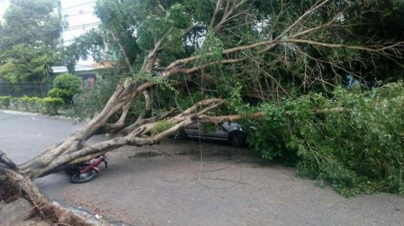 Vântul năprasnic a rupt 12 copaci în București. Șase mașini au fost avariate