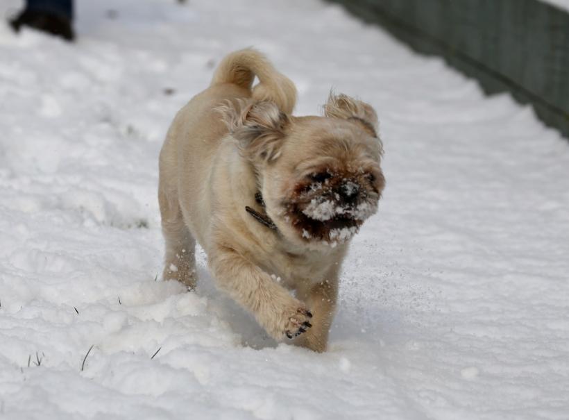 15 rase de câini ușor de îngrijit, perfecte pentru stăpâni ocupați 18872161