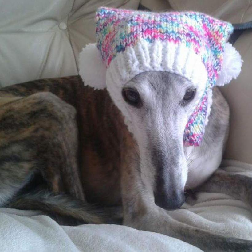 15 rase de câini ușor de îngrijit, perfecte pentru stăpâni ocupați 18872163