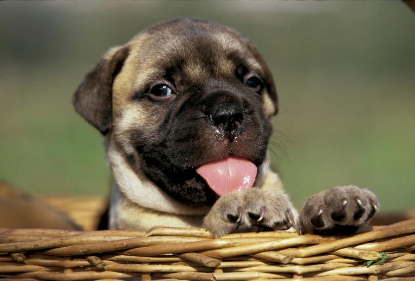 15 rase de câini ușor de îngrijit, perfecte pentru stăpâni ocupați