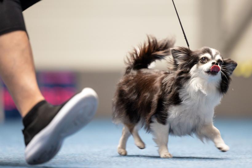 15 rase de câini ușor de îngrijit, perfecte pentru stăpâni ocupați 18872167