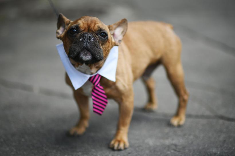 15 rase de câini ușor de îngrijit, perfecte pentru stăpâni ocupați 18872168