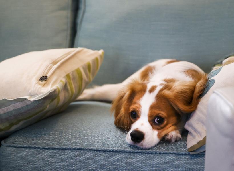 15 rase de câini ușor de îngrijit, perfecte pentru stăpâni ocupați 18872172