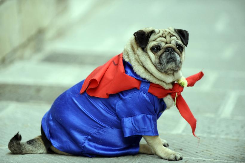 15 rase de câini ușor de îngrijit, perfecte pentru stăpâni ocupați 18872174