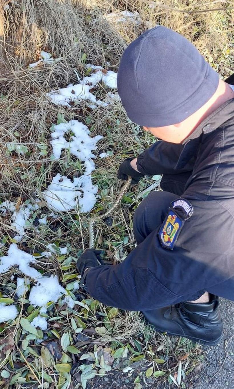 Șarpe capturat de jandarmi dintr-un apartament din Constanța 18872217