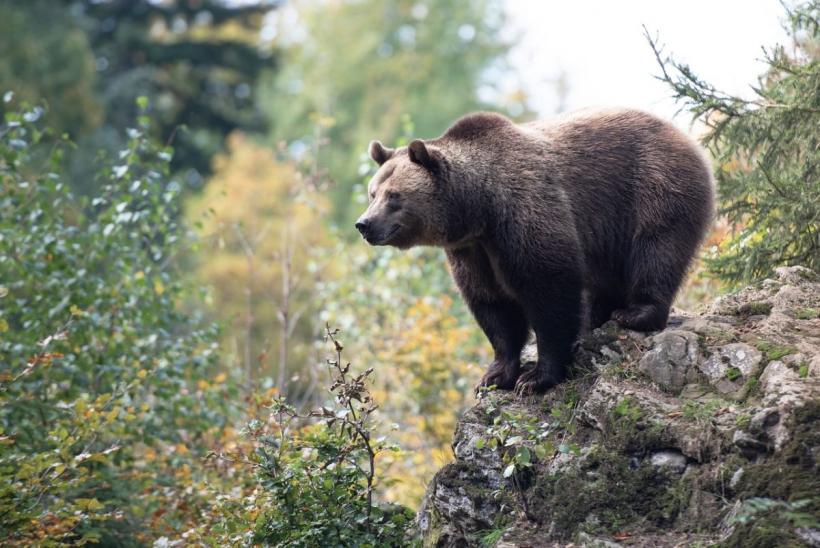 Un urs a fost văzut în Parcul cu Cai, din Călimănești