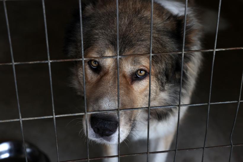 Fermierii care cresc câini pentru consumul uman protestează în Coreea de Sud