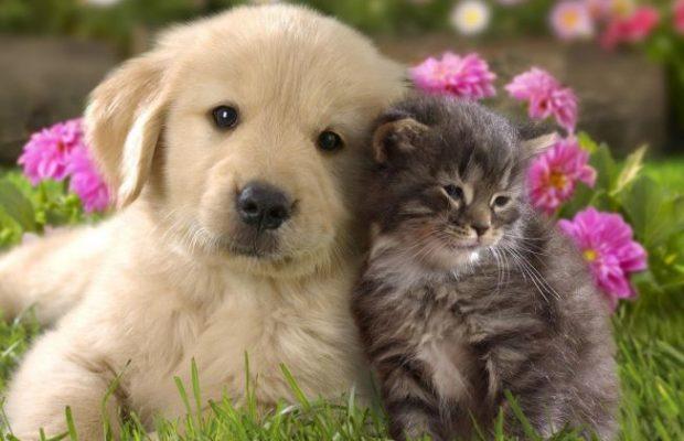 15 rase de câini care se înțeleg bine cu pisicile 