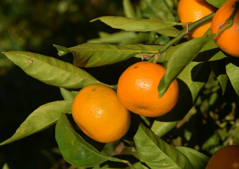 Utilizarea cojilor de mandarine în gospodărie. De ce să nu le arunci
