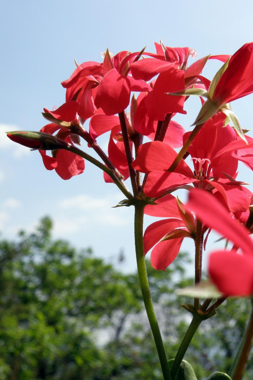 7 plante de interior vor aduce parfumuri naturale în casa ta 18873253