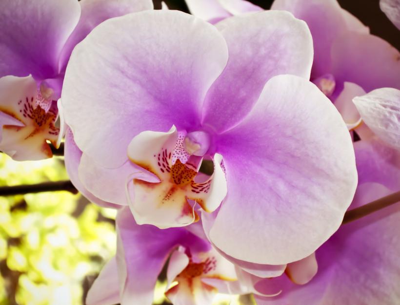 7 plante de interior vor aduce parfumuri naturale în casa ta 18873255