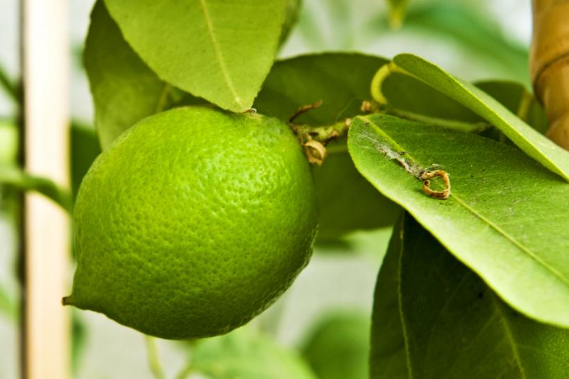 7 plante de interior vor aduce parfumuri naturale în casa ta 18873256