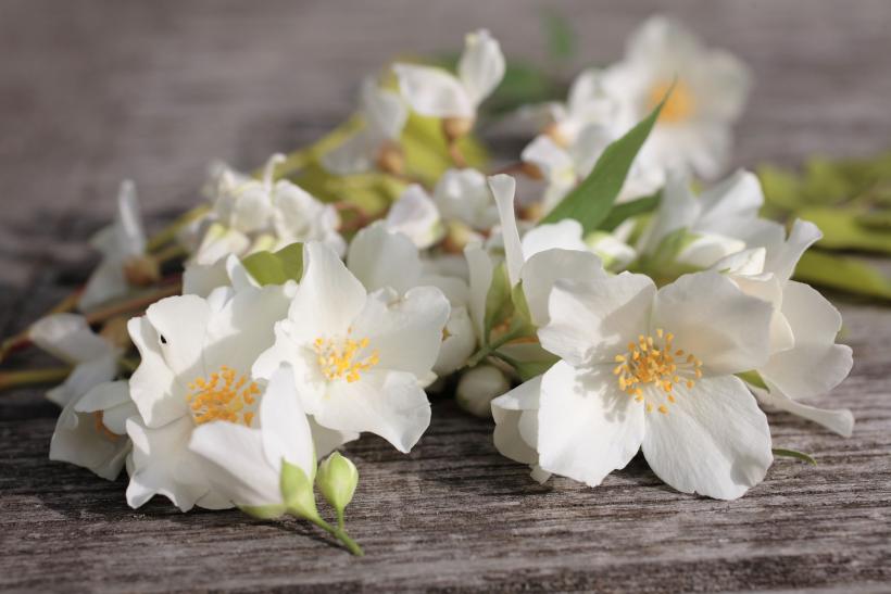 7 plante de interior vor aduce parfumuri naturale în casa ta