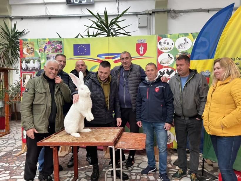 Povestea celor mai mari iepuri din România. Investiții de mii de euro în îngrijirea lor 18873816