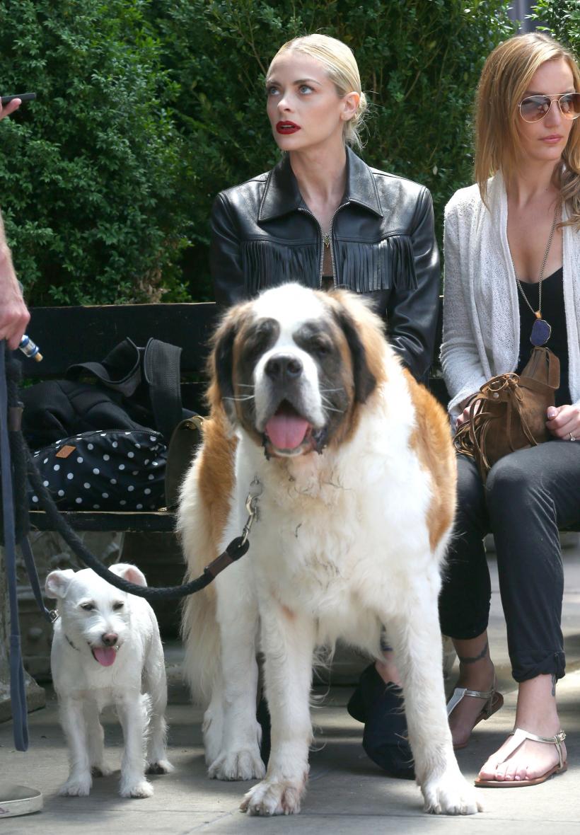 12 rase de câini potrivite pentru persoanele cu autism 18874194