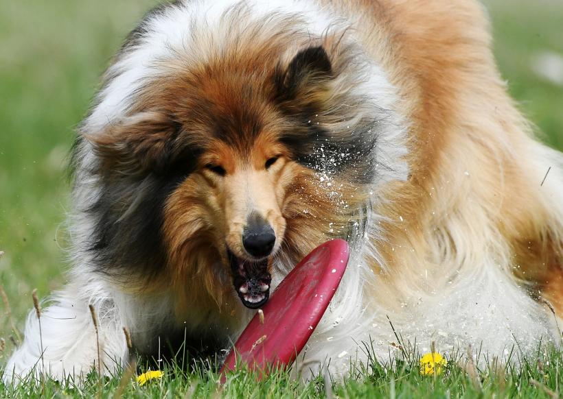 12 rase de câini potrivite pentru persoanele cu autism 18874196