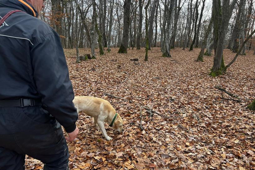 Contribuția serviciilor de dresaj canin în îndeplinirea obiectivelor proiectului „Implementarea  Planului național de acțiune pentru conservarea populației de urs brun din România”