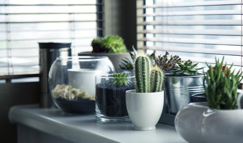Plante de interior care purifică aerul din locuința ta