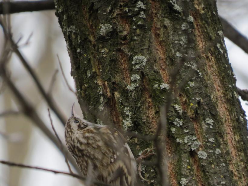Duminică are loc ultimul tur ornitologic ghidat din acest an în Parcul Național Văcărești 18874995
