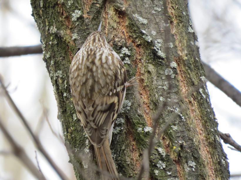 Duminică are loc ultimul tur ornitologic ghidat din acest an în Parcul Național Văcărești 18874996
