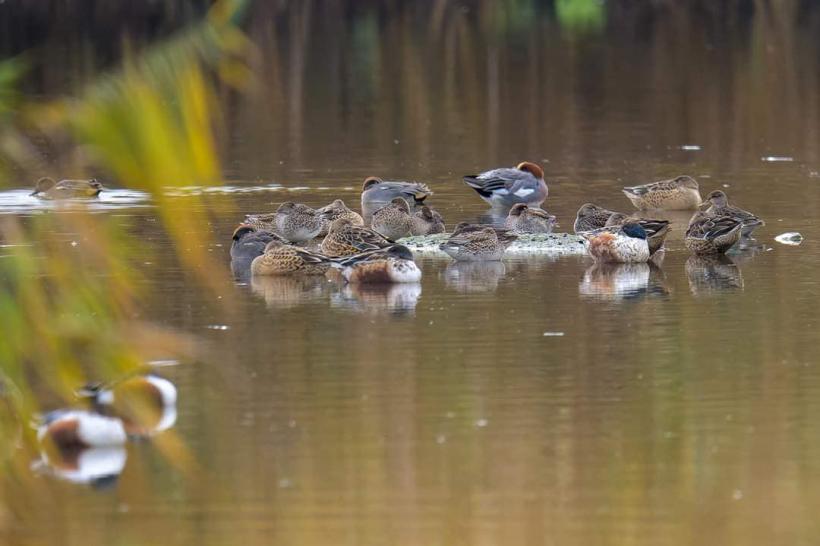 Duminică are loc ultimul tur ornitologic ghidat din acest an în Parcul Național Văcărești 18874997