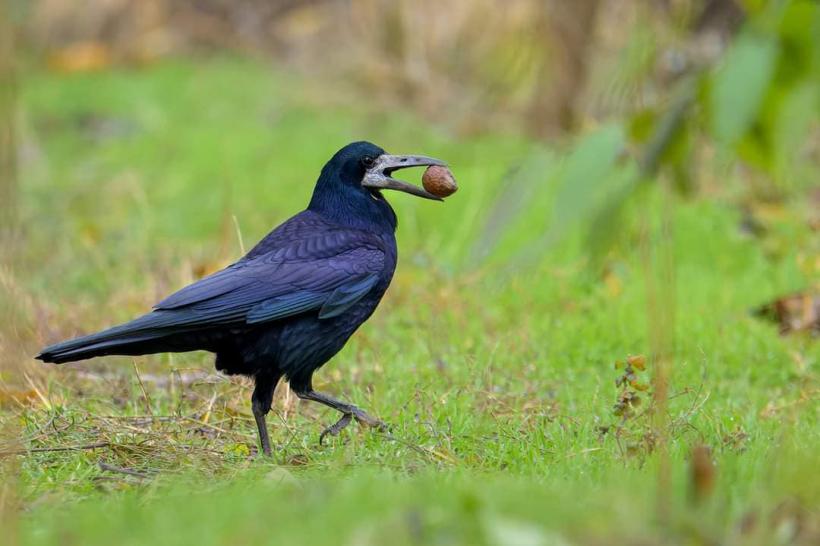 Duminică are loc ultimul tur ornitologic ghidat din acest an în Parcul Național Văcărești
