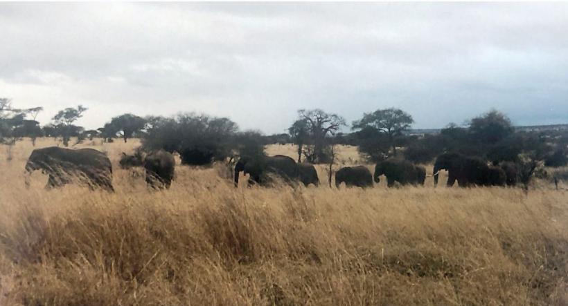 Pe urmele mele, pas cu pas 18875171