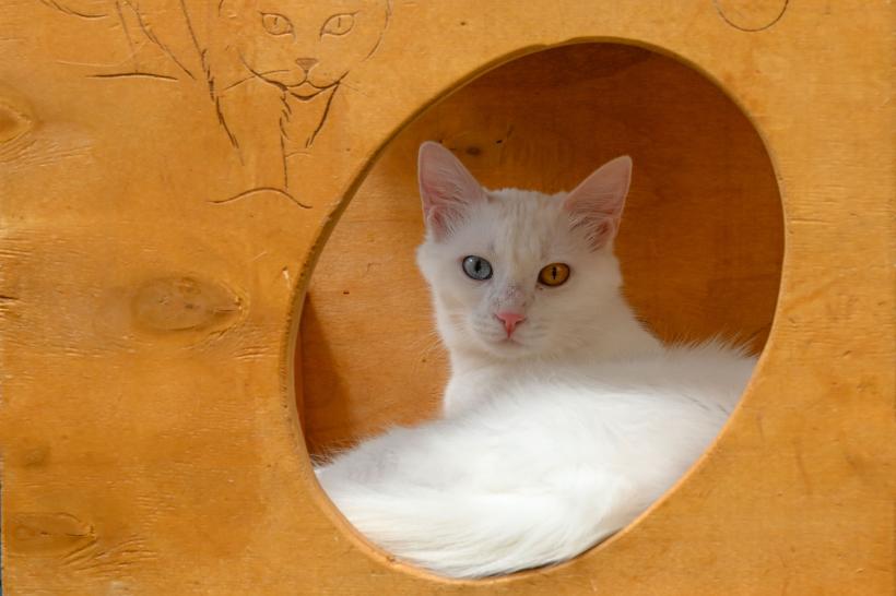 De ce pisicile preferă să se ascundă în cutii de carton