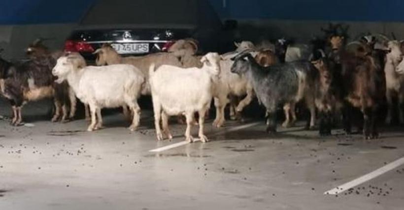 Peste 50 de capre, evacuate de la mall, în Târgu Jiu!