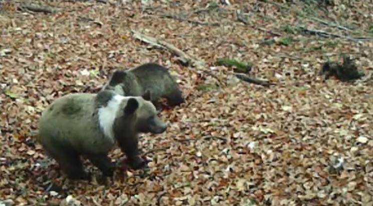 Exemplare rare de urși bruni cu guler alb, surprinse în România: Nu este vorba de vreun urs adus din Asia! 18875813