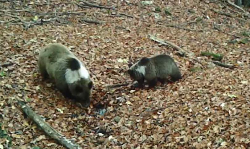 Exemplare rare de urși bruni cu guler alb, surprinse în România: Nu este vorba de vreun urs adus din Asia! 18875814