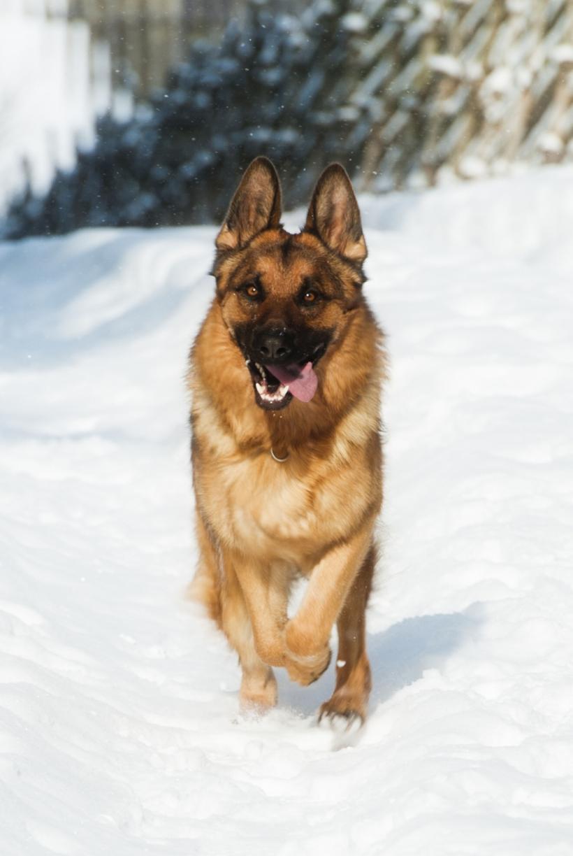 De câte ori pe zi trebuie plimbat câinele în funcție de vârstă și rasă 18876532