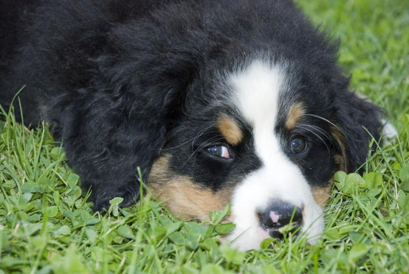 De câte ori pe zi trebuie plimbat câinele în funcție de vârstă și rasă 18876533