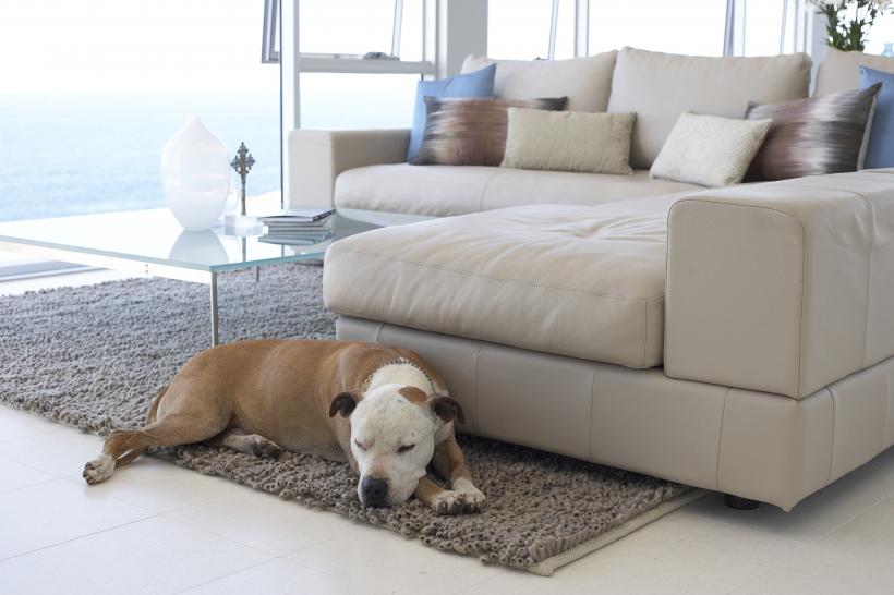 De câte ori pe zi trebuie plimbat câinele în funcție de vârstă și rasă 18876534