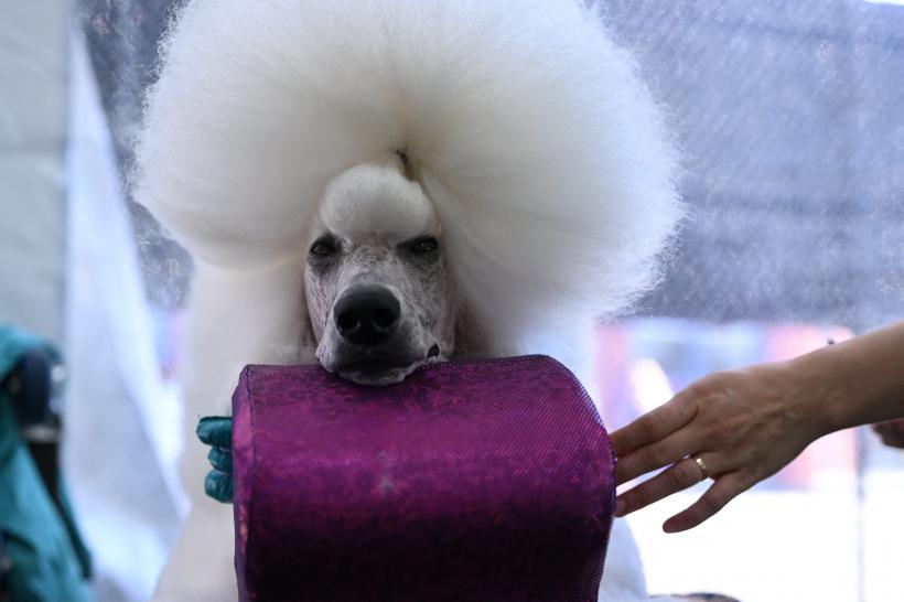 15 rase de câini cu cea mai moale blană 18877019