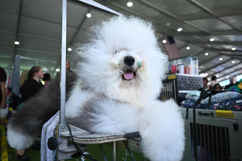 15 rase de câini cu cea mai moale blană 18877020