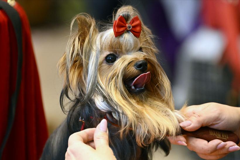 15 rase de câini cu cea mai moale blană 18877023