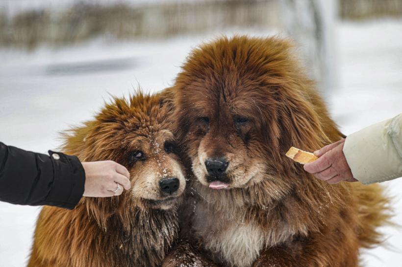 15 rase de câini cu cea mai moale blană 18877024
