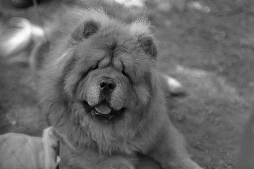 15 rase de câini cu cea mai moale blană 18877025