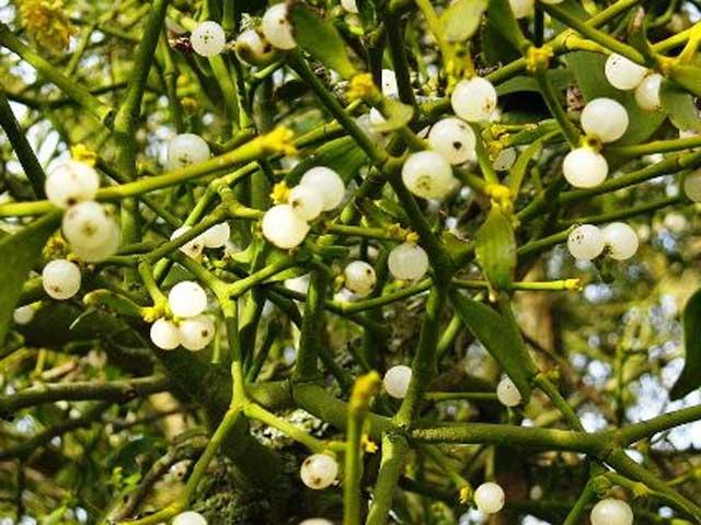 Vâscul, mesagerul sărbătorilor 18877708