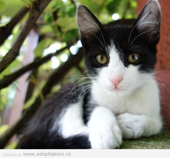 Poveste cu final fericit în Marea Britanie! O pisică dispărută de 7 ani și-a regasit stăpâna 